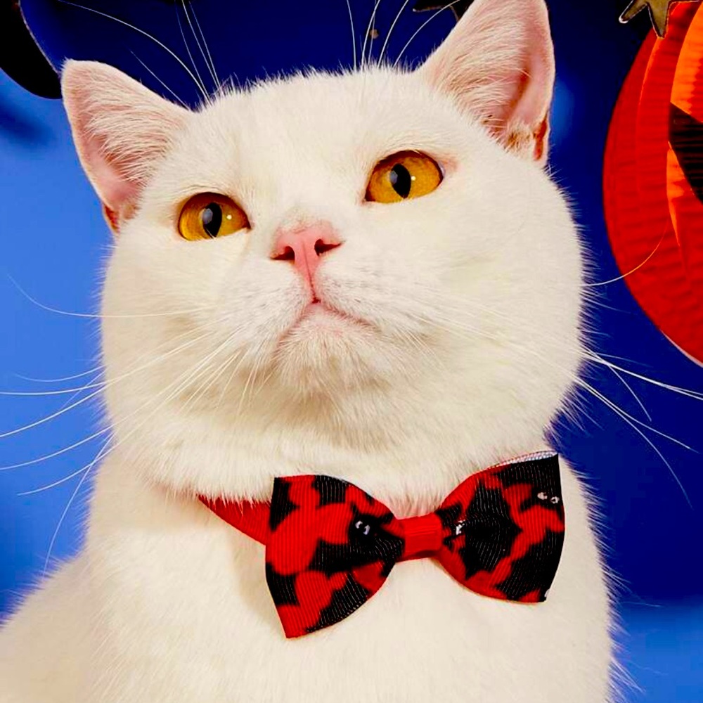 Halloween bat red bow cat/dog pet collar